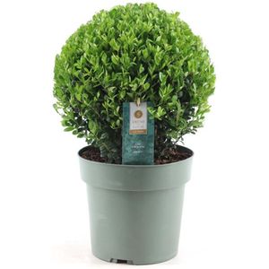 Plant in a Box - Ilex crenata 'Japanse Hulst' bolvorm - Buxusvervanger - Tuinplant - ⌀17cm - Hoogte 30-40cm