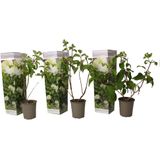 Hortensia Paniculata'Silver Dollar'- Set van 3 - Pot 9cm - Hoogte 25-40cm