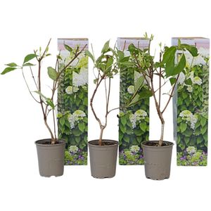 Pluimhortensia - Silver Dollar - Wit - Winterhard - Bladverliezend