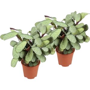 Plant in a Box - Ctenanthe Amagris - Set van 2 - Mooi gekleurd blad - Groene kamerplant - Pot 14cm - Hoogte 25-35cm