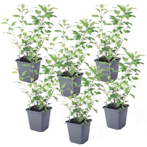 Plant in a Box - Solanum Rantonnetii 'Nachtschade' - Set van 6 - Bloeiende struik - Pot 9 cm - Hoogte 25-40 cm