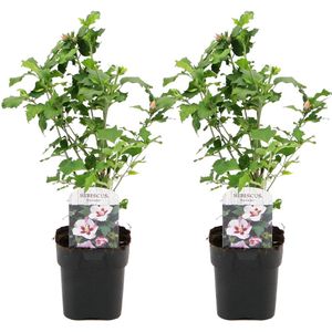 Plant in a Box - Hibiscus Syriacus 'Hamabo' - Set van 2 - pot 17cm - hoogte 25-40cm - robuuste hibiscus - tuinplanten