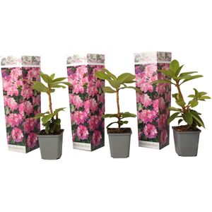 Rhododendron - Set van 3 - Roze - Tuinplant - Pot 9cm - Hoogte 25-40cm