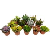 Plant in a Box - Mini-Sukkulenten - 12 Stk - Succulent Mix - Höhe 5-10cm - Topf 6cm