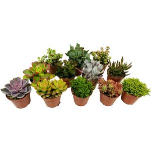 Plant in a Box - Mix van Mini Vetplanten - Mix van 12 stuks Vetplanten - Echte Planten - Decoratief en Makkelijk te Onderhouden - Pot 5,5 cm - Hoogte 5-10 cm