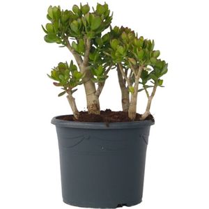 Plant in a Box - Crassula ovata Minor - Vetplant - Kamerplant - Pot 30cm - Hoogte 60-65cm