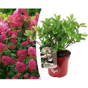 Plant in a Box - Hydrangea paniculata Wim's Red - Hortensia - Winterhard - Heester - Tuinplant - Pot 19cm - Hoogte 25-40cm