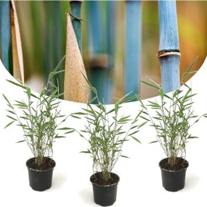 Plant in a Box - Fargesia Grex - Blauwe bamboe - Set van 3 - Niet-woekerende bamboe - Winterhard - Pot 13cm - Hoogte 25-40cm