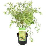Acer palmatum 'Butterfly' - Japanse Esdoorn - Pot 19cm - Hoogte 50-60cm Acer P19 Butterfly