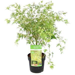 Plant in a Box - Acer palmatum 'Butterfly' - Japanse Esdoorn -Winterhard - Tuinplant - Pot 19cm - Hoogte 50-60cm