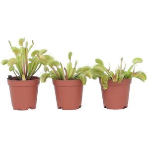 Plant in a Box - Dionaea Muscipula - Vleesetende plant - Set van 3 - Venus Vliegenvanger - Kamerplant - Pot 5,5cm - Hoogte 5-10cm