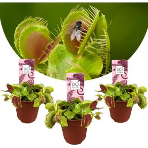 Dionaea Muscipula - Venus Vliegenvanger - Set van 3 - Pot 5,5cm - Hoogte 5-10cm Dionaea Venus Flytrap 3-pack