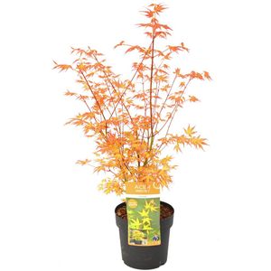 Plant in a Box - Acer palmatum 'Katsura' - Japanse Esdoorn - Winterhard - Tuinplant - Pot 19cm - Hoogte 60-70cm