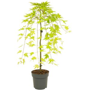 Acer palmatum 'Cascade Gold' - Japanse esdoorn - Hoogte 80-90cm - Pot 19cm Acer P19 Cascade Gold stam