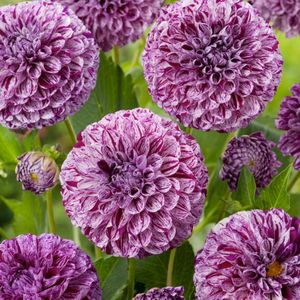 Dahlia'Marble Ball'- Set van 3 - Dahliaknollen - Zomerbloeiers - Paars