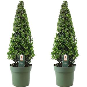 Plant in a Box - Ilex crenata 'Piramide' - Japanse hulst - set van 2 - Tuinplant - Potplant - ⌀21 cm - Hoogte 55-65 cm