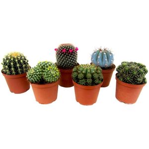 Plant in a Box - Mix van Mini Cactussen - Mix van 6 stuks - Echte Cactusplanten - Pot 5,5cm - Hoogte 5-10cm