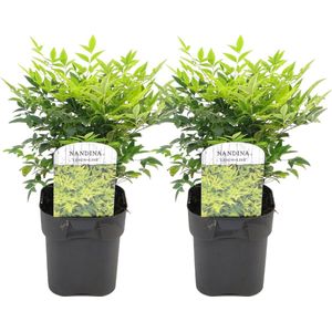 Hemelse Bamboe - Set van 2 - Nandina'Lemon Lime'- Hoogte 25-40cm -⌀17cm