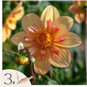 Dahliaknollen - Set van 3 - Dahlia'Kelsey Annie Joy'- Oranje
