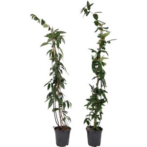 Plant in a Box - Lonicera henryi 'Copper Beauty' - Set van 2 - Kamperfoelie - Tuinplant - Klimplant - Geel - ⌀17cm - Hoogte 110-120cm