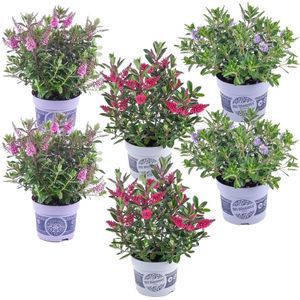 Struikveronica - Set van 6 - Hebe All Blooms - Hoogte 30-35cm -⌀13cm