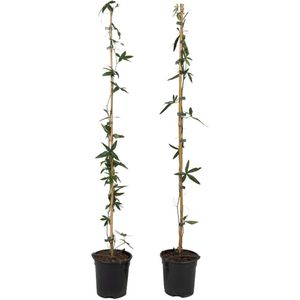Passiebloem - Set van 2 - Passiflora caerulea - Hoogte 110-120cm -⌀17cm