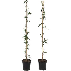 Plant in a Box - Passiflora 'Caerulea' XL - 2 stuks - Passiebloem - Tuinplant - Klimplant - ⌀17 cm - Hoogte 110-120 cm
