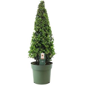 Plant in a Box - Ilex crenata 'Japanse Hulst' Piramide - Buxusvervanger - Tuinplant - ⌀21cm - Hoogte 55–65cm