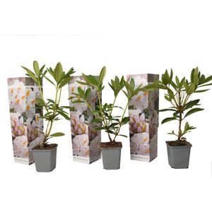Plant in a Box - Rhododendron Cunningham - Winterharde tuinplanten - Wit - Pot 9cm - Hoogte 25-40cm