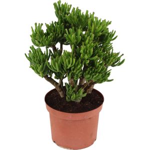 Jadeplant - Crassula ovata'Hobbit'- Hoogte 45-50cm -⌀23cm