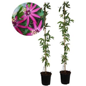 Plant in a Box - Passiflora 'Victoria violacea' XL - 2 stuks - Passiebloem - Tuinplant - Klimplant - ⌀17 cm - Hoogte 110-120 cm