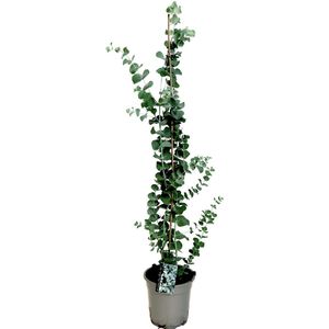 Plant in a Box - Eucalyptus cinerea 'Silver Dollar' - Winterharde Eucalyptus - Pot 19cm - Hoogte 100-110cm