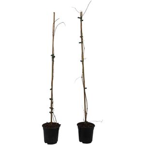 Campsis 'Mme Galen' XL - Set van 2 - Klimplant - 17 cm - Hoogte 110-120 cm Campsis XL Mme Galen x2