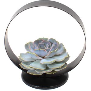 Echeveria Black Metal Ring - succulent in decoratieve metalen ring -20 cm Zwart Echeveria Black Metal Ring