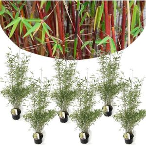 Plant in a Box - Fargesia nitida 'Red Dragon' - Set van 6 - Niet woekerende bamboe met rode stelen - Winterhard en groenblijvend - Pot 17cm - Hoogte 60-80cm