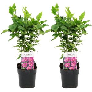 Plant in a Box - Hibiscus Syriacus 'Woodbridge' - Set van 2 - pot 17cm - hoogte 25-40cm - robuuste hibiscus - tuinplanten