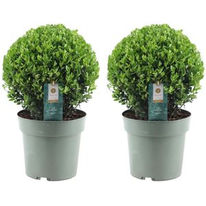 Plant in a Box - Ilex crenata 'Japanse Hulst' bolvorm - set van 2 - Buxusvervanger - Tuinplant - ⌀17cm - Hoogte 30-40cm