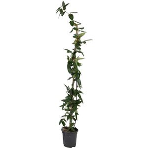 Plant in a Box - Lonicera henryi 'Copper Beauty' - Kamperfoelie - Tuinplant - Klimplant - Geel - ⌀17cm - Hoogte 110-120cm