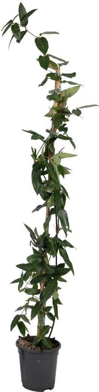 Plant in a Box - Geißblatt - Lonicera henryi 'Copper Beauty' - Höhe 110-120cm - Topf 17cm