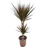 Plant in a Box - Dracaena Marginata Magenta - Dracaena Magenta Kamerplant - Pot van 17cm - Hoogte 70-80cm