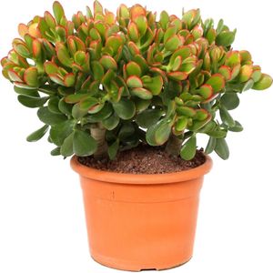 Crassula ovata Sunset - Vetplant - Kamerplant - Potmaat 17cm - Hoogte 30-35cm Crassula Sunset P17