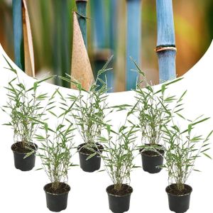 Plant in a Box - Fargesia Grex - Set van 6 blauwe bamboe - Winterharde niet-invasieve bamboe - Pot 13cm - Hoogte 30-40cm