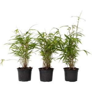 Plant in a Box - Fargesia Grex - Set van 6 blauwe bamboe - Winterharde niet-invasieve bamboe - Pot 13cm - Hoogte 30-40cm