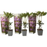 Rhododendron Catawbiense Purple - Set van 3 - Paars- Pot 9cm - Hoogte 25-40cm Rhododendron Purple x3