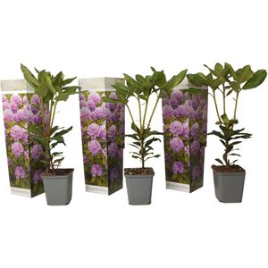 Plant in a Box - Rhododendron Catawbiense purple - paarse Rhodo - Winterharde planten - Paars - Pot 9cm - Hoogte 25-40cm
