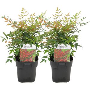 Hemelse Bamboe - Set van 2 - Nandina'Gulfstream'- Hoogte 25-40cm -⌀17cm