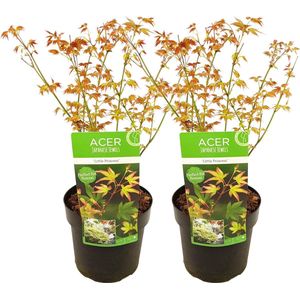 Plant in a Box - Acer palmatum 'Little Princess' - Set an 2 - Japanse Esdoorn - Winterhard - Tuinplant - Pot 19cm - Hoogte 45-55cm