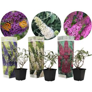 Plant in a Box - Mix van 3 Vlinderstruiken - Buddleja davidii 'Nanho Blue', 'Pink delight', 'White profusion' - Pot 9cm - Hoogte 25-40cm