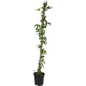 Plant in a Box - Passiflora 'Constance Elliot' XL - Passiebloem - Tuinplant - Klimplant - ⌀17 cm - Hoogte 110-120 cm