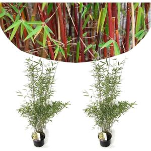 Plant in a Box - Fargesia nitida 'Red Dragon' - Set van 2 - Niet woekerende bamboe met rode stelen - Winterhard en groenblijvend - Pot 17cm - Hoogte 60-80cm